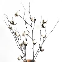 3 Bunches Cotton Stems, Natural Cotton Flowers Dried Cotton Picks, Real Birch Branch 23 inches 25 Cotton Balls Farmhouse Display Filler, Wedding Home Decoration
