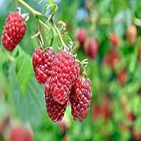 3 Heritage Everbearing Red Raspberry Plants - Free Plant Boost Included!