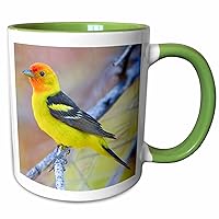 3dRose USA, Washington, Breeding plumage Western Tanager bird - US48 GLU0317... - Mugs (mug_147883_7)