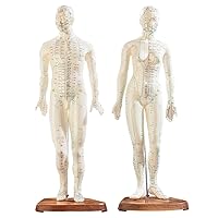 2Pcs 45 CM Human Acupuncture Model, Male and Female Acupuncture Figures, Coloured Markings Meridians and Acupuncture Points, Simulator for Medical Teaching Model