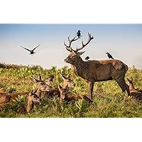 Wooden Puzzle 1000 Pieces Jigsaw Puzzles for Adults Puzzles Deer and Crow Puzzle Game 1000 Pcs Artwork DIY Gifts for Adults Teens Kids Families