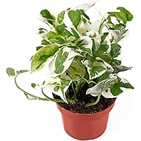 Live Tropical Pothos Plant (Pearls & Jade) - Easy to Care for - Perfect for Indoor and Outdoor Home Decor, Office and Gift - in 4-inch Pot