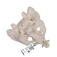 3B Scientific A70/6 Sacrum and Coccyx Model, 7.9