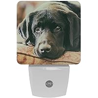 Animal Black Cute Labrador Dog Muzzle Stare Night Light (Plug-in), Smart Dusk to Dawn Sensor Warm White LED Nightlights for Hallway Bedroom Kids Room Kitchen Hallway, 2 Packs