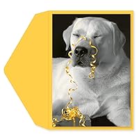 Graphique All Wrapped Up Birthday Card | Perfect for Anyone that Loves Dogs | Family and Friends | Color-Coordinated Envelope | 5