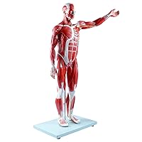 breesky Human Muscle and Organ Model, 27-Part Half Life-Size Human Body Muscle Model Muscular Figure with Removable Organs and Muscle Anatomy for Medical Educational Training