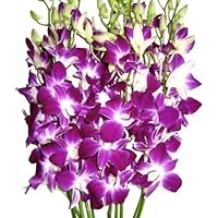 Premium Cut Purple Orchids (10 Stems Orchids)