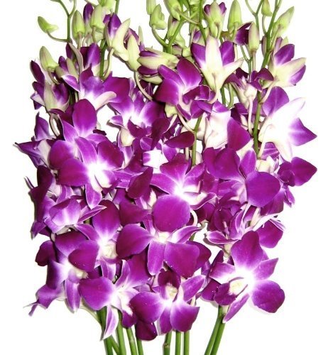 Graduation Flowers - 10 Stems Purple Dendrobium Orchid