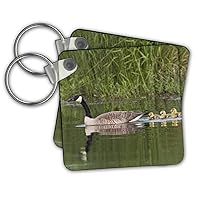 3dRose Key Chains Canada geese with newly hatched goslings (kc-330614-1)