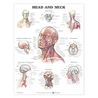 ACC Head and Neck Anatomical Chart