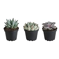 Costa Farms Echeveria Succulents Fully Rooted Live Indoor Plant 6-Inches Tall, in Grower Pot, 3-Pack