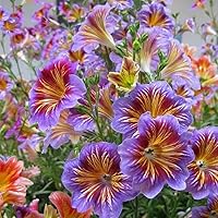 100pcs Chilean Rare Morning Glory Seeds - Mixed Color Blooms for Stunning Flowers - Ideal for Garden and Outdoor Use