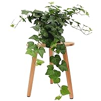 American Plant Exchange English Ivy - Cascading Foliage, Air-Purifying, Low-Maintenance Indoor Plant, Perfect for Hanging Baskets and Home Decor