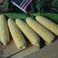 Sweet Corn Seeds - American Dream Untreated Seeds - Variety Seeds - Non-GMO - 250 Seeds