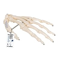 3B Scientific A40 Hand Skeleton Wire Mounted - 3B Smart Anatomy