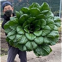 300+ Four Season Spinach Viroflay Giant - Vegetable Green