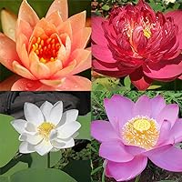 QAUZUY GARDEN 10 Bowl Lotus Seeds Mixed Colors, Water Lily Flower Plant Seeds - Great Ornamental Courtyard Viable Aquatic Water Features Seeds - Bonsai Home Garden Pond Decor