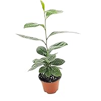 Camellia Sinensis Tea Plants | 1 Live 4 Inch Pot | Camellia Sinensis | Grow & Brew Your Own Tea | Perfect for Home Gardens