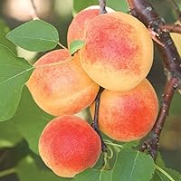 Sugar Pearls™ Apricot Dormant Starter Bare Root Standard Fruit Tree, Can't Ship to State of AL, AR, CA, CO, ID, LA, MS, OR, or WA, 1-Pack