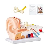 Human Ear Anatomy Model, 5 Times Enlarged Human Ear Model, PVC Plastic Anatomical Ear Model for Education, Human Ear Anatomy Displaying Outer, Middle, Inner Ear with Base, 3pcs (2 Removable)