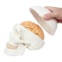 3-Part Human Skull Model, Removable 8-Part Brain, Anatomically Correct Brain Model for Neuroscience, Life Size Plastic Skull Mold from Real Skull, Detailed Product Manual, Made by Axis Scientific