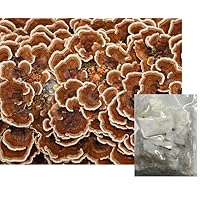 Turkey Tail Mushroom Mycelium Spawn Plugs (25)