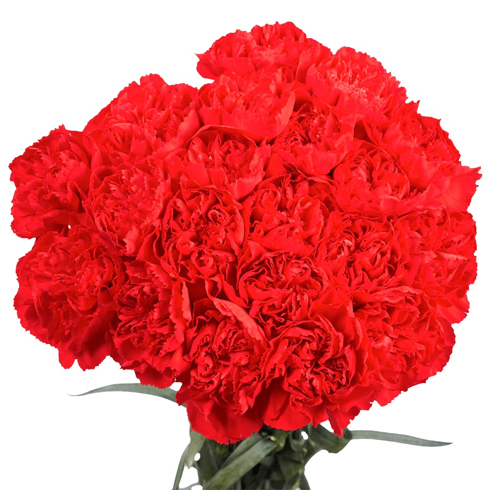 Red Carnations- 100 Fresh Cut Flowers- Express Delivery