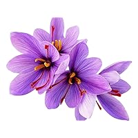 10 Crocus Sativus Corms - The Flowers Produce Saffron Spice