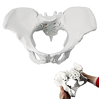 Pelvis Model, Flexible Anatomy Pelvis with Elastic Rope, Life Size Female Pelvic Bone Model for Student, Doctor