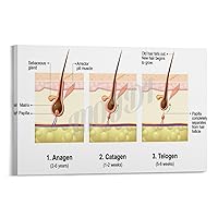 MOJDI Human Hair Growth Poster Hair Growth Cycle Poster (3) Canvas Painting Posters And Prints Wall Art Pictures for Living Room Bedroom Decor 08x12inch(20x30cm) Frame-style