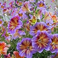 200+ Chilean Trumpet Flower Seeds for Planting - Stunning Painted Tongue Flowers Seeds Beautiful Decor for Garden