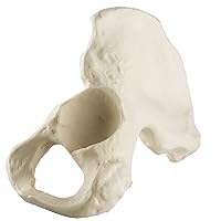 3B Scientific 1019612 Orthobones Standard Left Hemi Pelvis Bone Model, Male