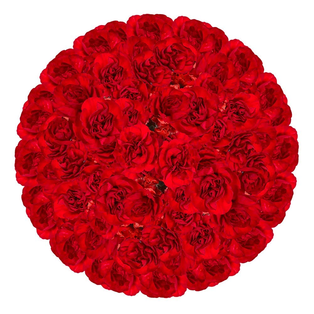 GlobalRose 300 Stems of Fresh Cut Burgundy Spray Carnations - 1200 Blooms - Fresh Flowers For Birthdays, Weddings or Anniversary.