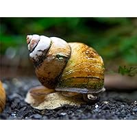 Aquatic Arts 5 Japanese Trapdoor Snails | Pond Snail/Freshwater Aquarium Clearer/Tetra Pond Clarifier/Filter | Great with Hornwort Plants