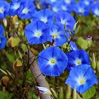 50 Morning Glory Heavenly Blue Seeds USA Harvested pollinator bee Butterfly