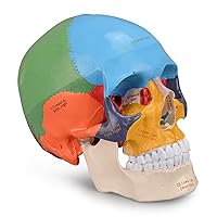 Upgraded Life Size Human Colored Head Skull Anatomical Model with Newest Laser-Etched Fonts for Medical Student Human Anatomy Study Course Demonstration