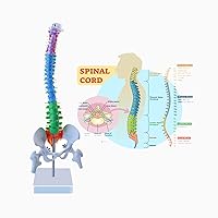 Spine Mini Cord Model Anatomy Medical Education Model 17.7