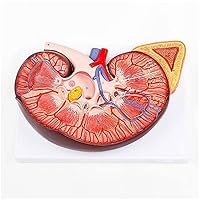 3×Life Size Kidney Anatomy Model - Human Kidney Model - Includes Anatomy of Adrenal Gland and Nephrons for Teaching Display Lab Ornament