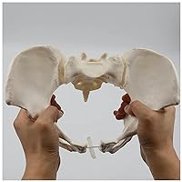 Flexible Female Pelvis Model - Life Size Sacrum Hip Bone Pelvis Skeleton Model Can Bend Human Anatomy Model, Educational Tool for Midwife, Nursing School Student