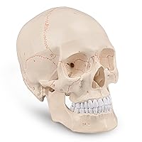 Upgraded Life Size Human Head Skull Anatomical Model with Newest Laser-Etched Fonts Not Hand Write Number, Not Smudged for Medical Student Human Anatomy Study Course