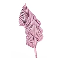 Decorative Dried Palm Spears l Dried palm leaves l natural palm fan (different tinted colors available) l Dried flowers arrangement for Home Decor (15-25in tall, 5 branches per bunch) (Pink)