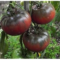 20 Black Krim Tomato Seeds Non-GMO Heirloom Vegetable Seeds
