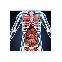 Laminated Human Body Organs Skeletal System 3D Illustration Educational Chart Poster Dry Erase Sign 12x18