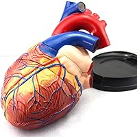 Teaching Model,Heart Anatomical Model, Heart Model, a Model for Teaching Doctors and Patients in The Department of Cardiovascular and Vascular Department, Used for Learni