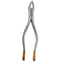 AVON SURGICAL-Dental Extracting Extraction Serrated Forceps #150, for Maxillary incisors, Canines, premolars and Roots, Premium Quality Gold Handle, Stainless Steel