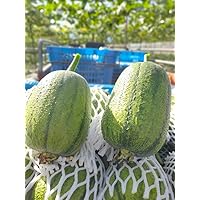 20 Seeds mướp tròn Mỹ Nhân Apple LUFFA F1 Rare蘋果絲瓜 Very Sweet Giòn Ngot Round Giống lạ đẹp mắt sai trái high Yield