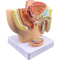 Male Pelvis Model, Human Male Reproductive System Anatomy Model, Life Size Pelvis Model on Baseboard for Doctor-Patient Communication Teaching