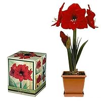 Red Lion Amaryllis Growing Kit - Great Gift! - Bulb/Pot/Soil