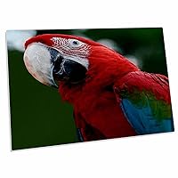 3dRose A Head and Neck Side View Photograph of a Multicolored... - Desk Pad Place Mats (dpd-332436-1)