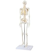 Axis Scientific Mini Human Skeleton Model with Metal Stand, 31